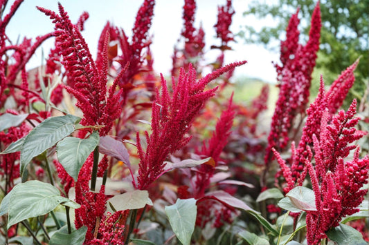 Red Garnet Amaranth Seeds Amaranthus tricolor Red Foliage Ornamental Plant Seeds Annual Garden Planting