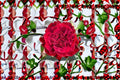 Wanted Rose Live Plant – Deep Red Velvet Garden Rose