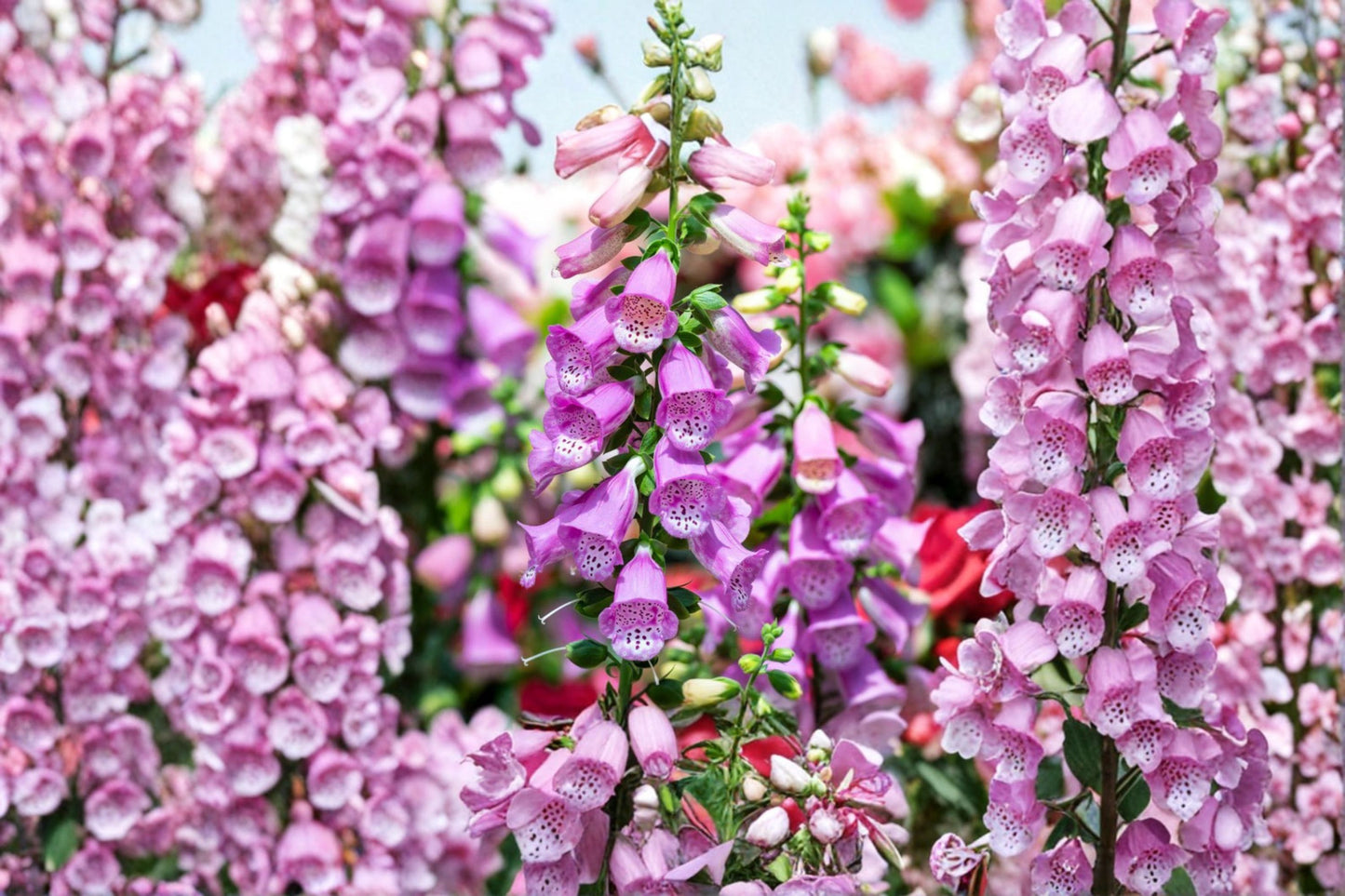 6 Purple Foxglove Live Starter Plants – Digitalis purpurea – Cottage Garden Flowers