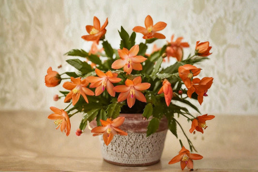 Orange Christmas Cactus 2 Live Plants – 3-Inch Pots, 5–6 Inches Tall – Schlumbergera