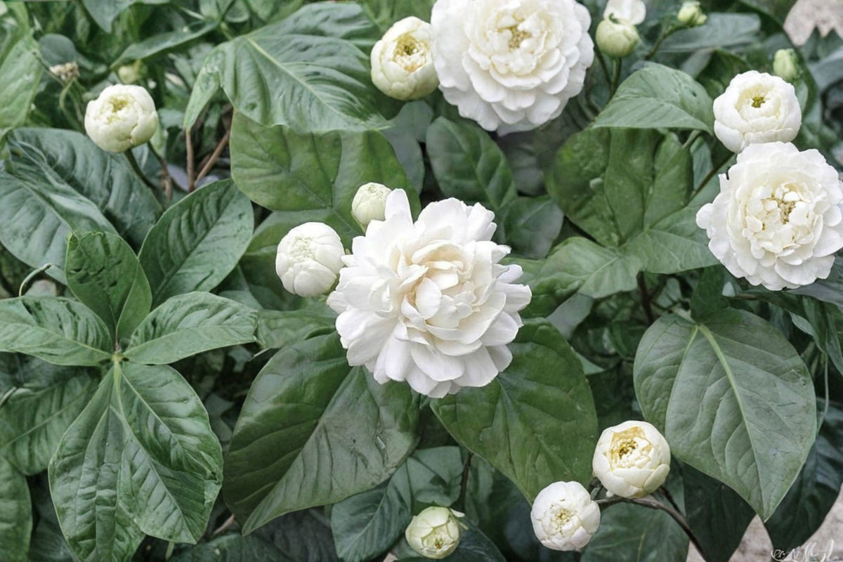 Jasminum Sambac Cuttings | 5 Fresh Unrooted Arabian Jasmine Cuttings | 6 Inch Jasmine Plant Cuttings | 3+ Node Cuttings | Jasmine Propagation