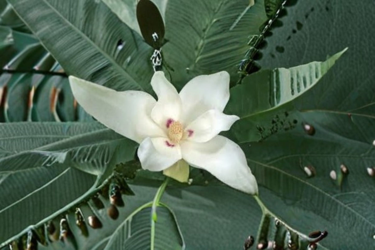 Bigleaf White Magnolia Bare Root Live Plant (6+ Inches) – Magnolia macrophylla