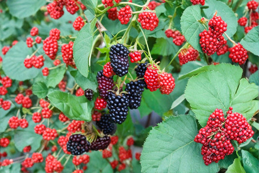 Apache Thornless Blackberry 3 Live Plants – 4–6 Inches Tall – Rubus