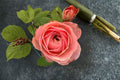 Harper Rose Live Plant – Pink Peach Cup-Shaped Cut Rose