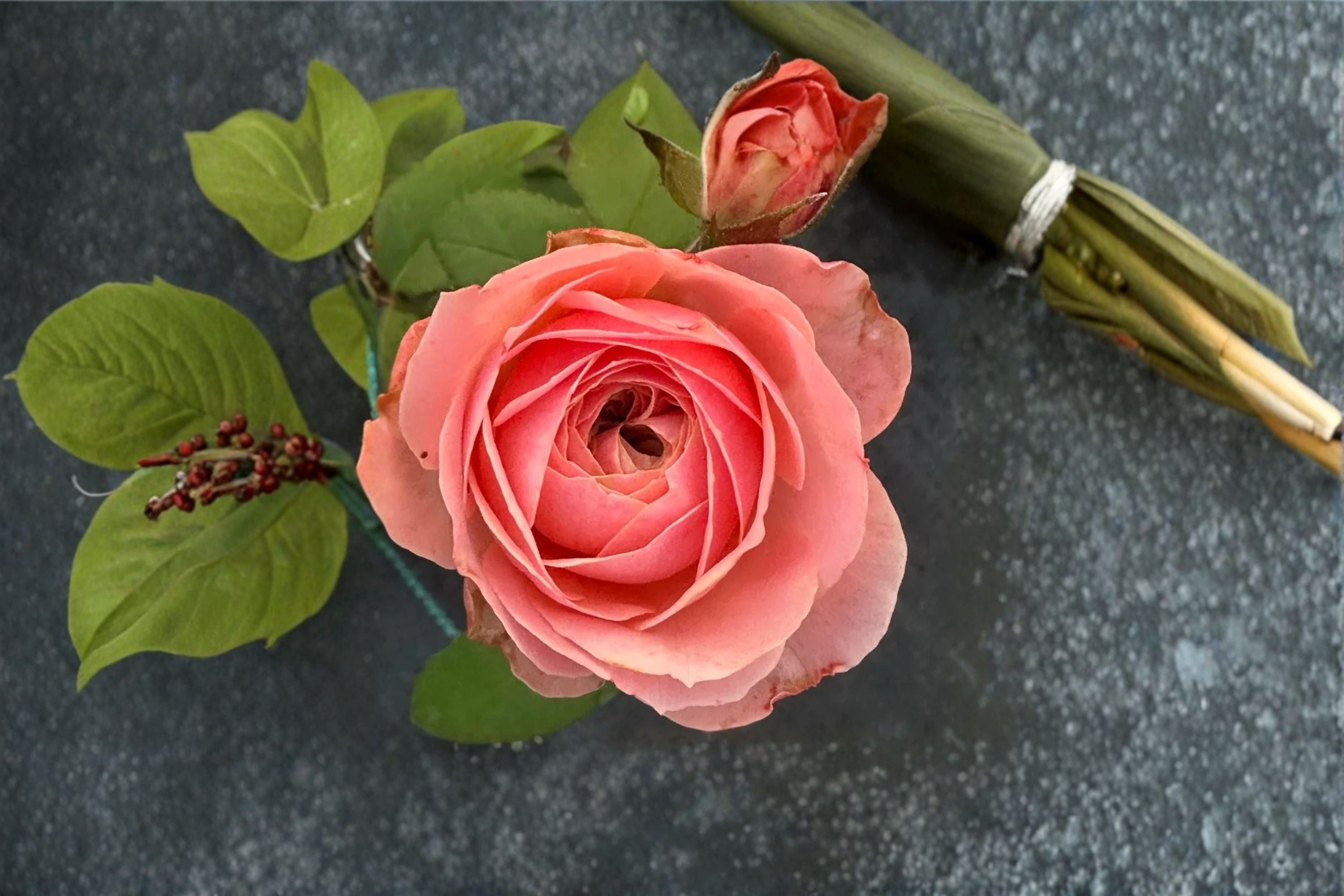 Harper Rose Live Plant – Pink Peach Cup-Shaped Cut Rose