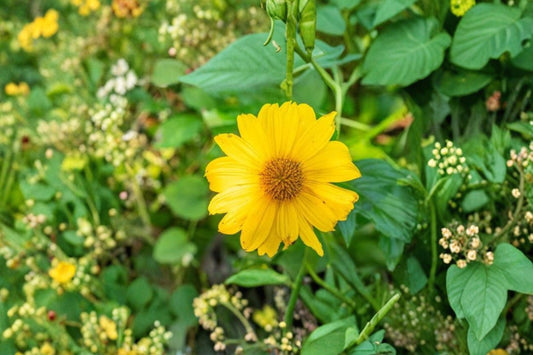 5 Mexican Sunflower Unrooted Cuttings – 8" Long – Tithonia diversifolia Live Cuttings