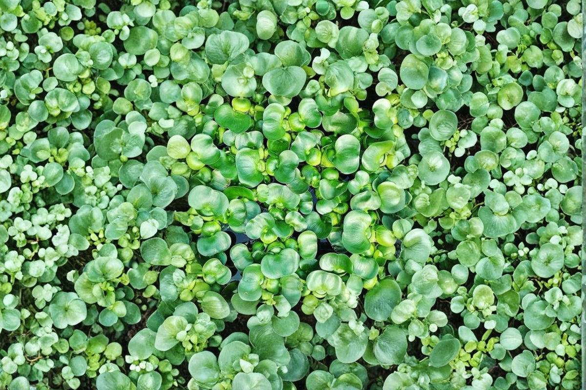 7 Live Water Hyacinth Plants | Floating Pond Plant | Eichhornia crassipes | Aquatic Plant | Water Garden Plant | Pond Decor