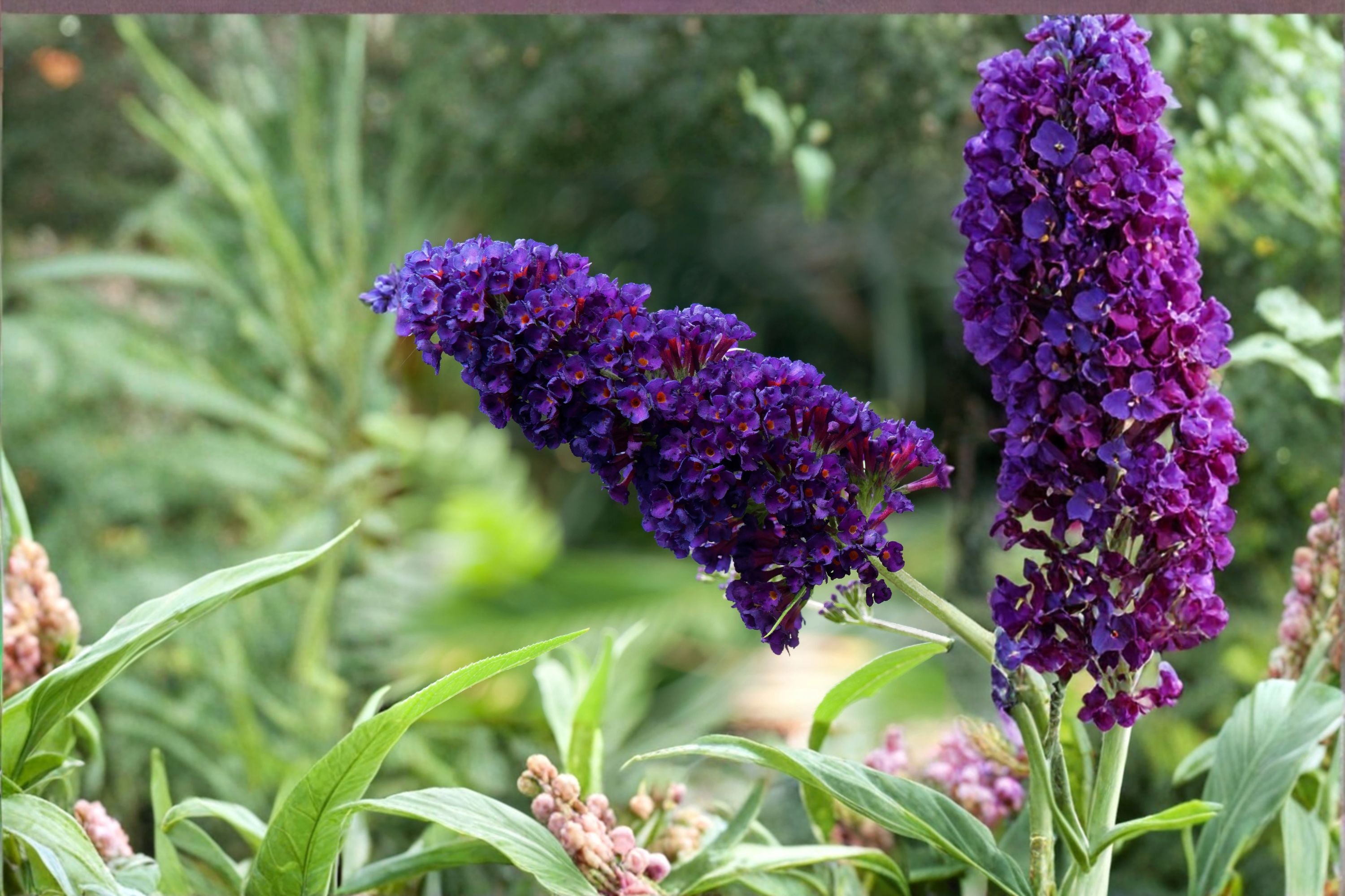 Black Knight Buddleia 1 Plant – Buddleja davidii