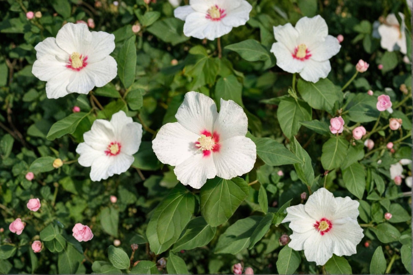 White Hardy Hibiscus Grandiflorus Live Bare Root Plant – Hibiscus grandiflorus
