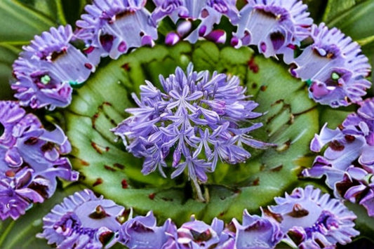 Peter Pan Agapanthus 1 Plant – Agapanthus africanus ‘Peter Pan’