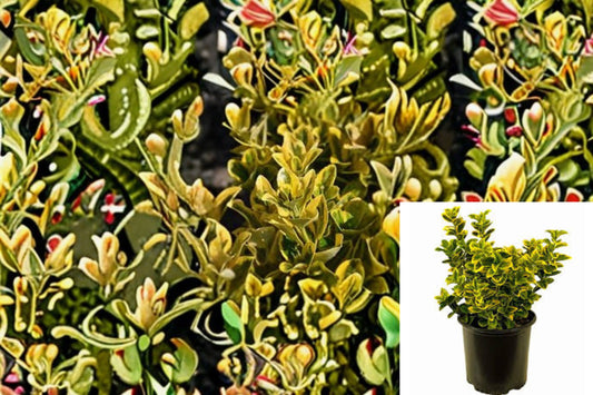 Golden Euonymus 1 Plant – Euonymus japonicus ‘Aureomarginatus’