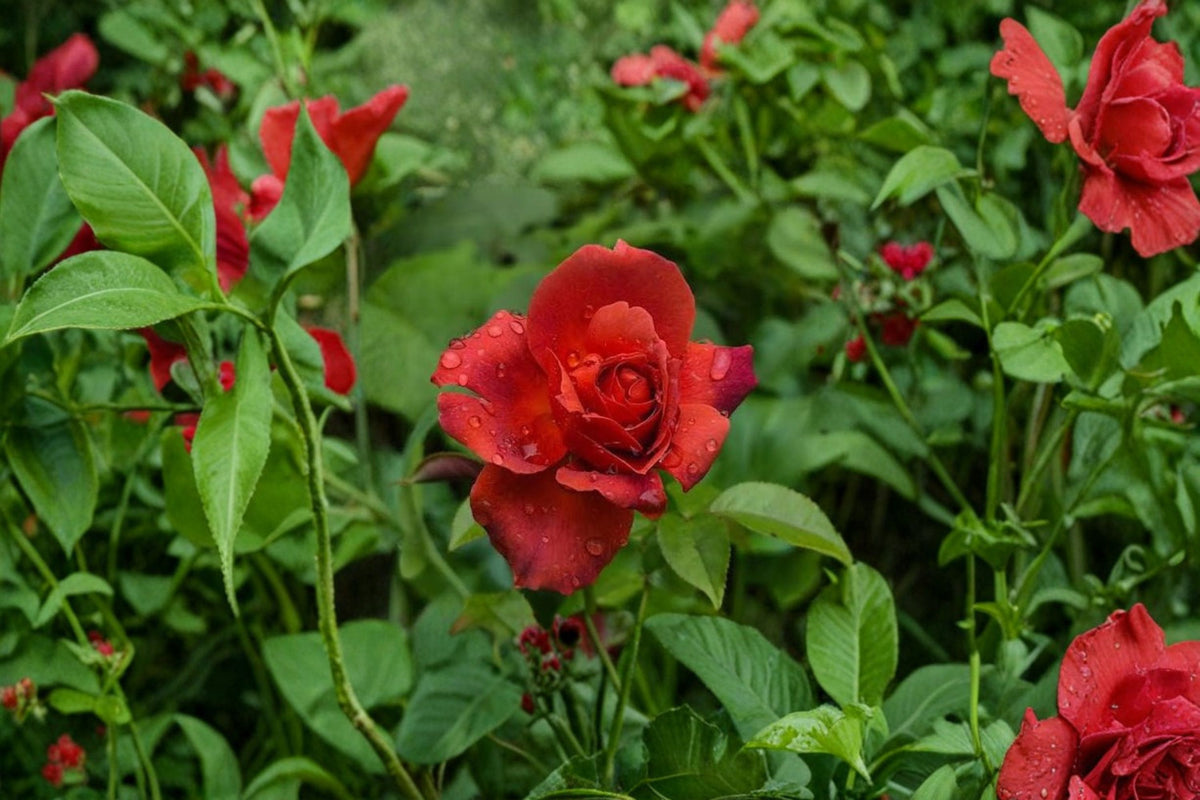 8 Dr. Huey Rose Cuttings | Fresh Live Rose Cuttings | 5-7 Inch Unrooted Rose Plant Cuttings | Climbing Shrub Rose | Rose Propagation