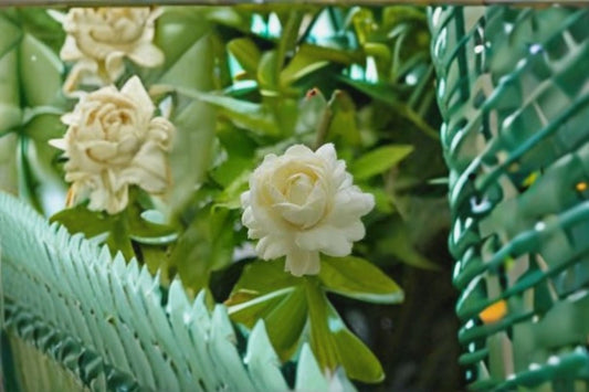 Grand Duke Jasmine 3 Cuttings – Jasminum sambac