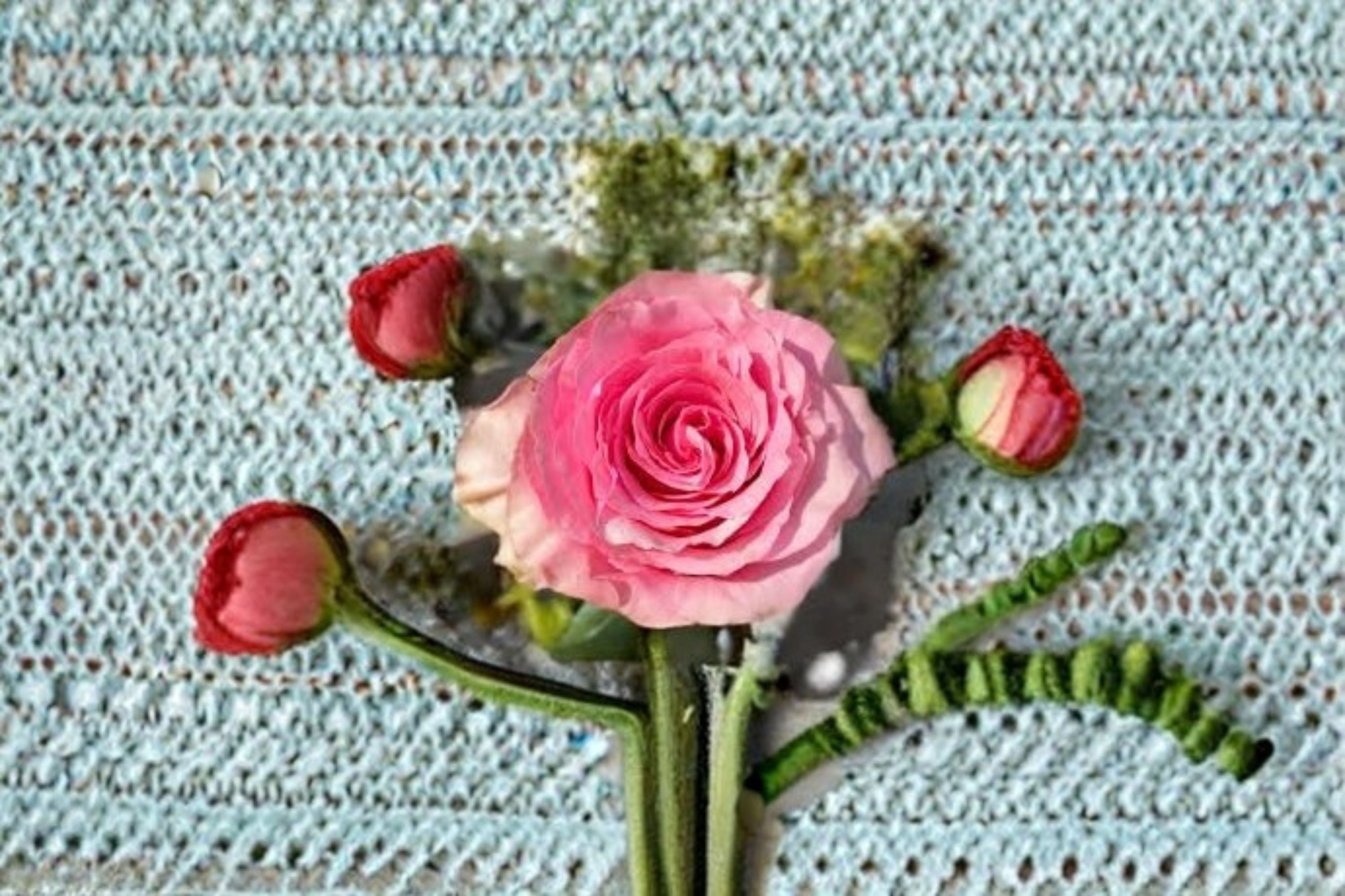 Sweet Spot Rose Live Plant – Pink Variegated Garden Rose