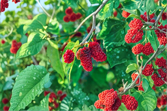 Red Mulberry 2 Live Plants – 5–8" Bare Root – Everbearing Mulberry Tree – Morus rubra