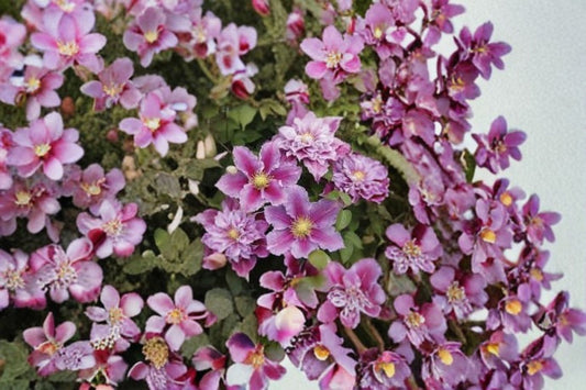 Pillu Clematis Live Plant – Compact Pink Repeat Flowering Vine