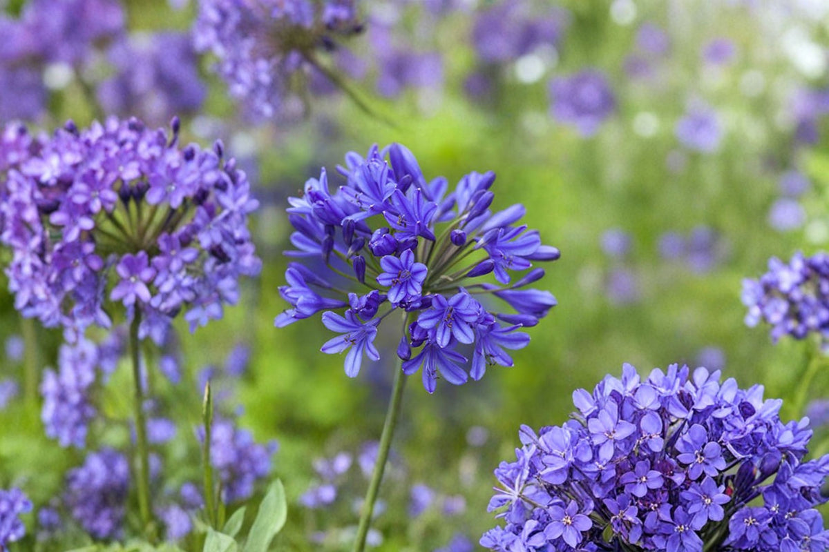 African Blue Agapanthus Live Plant | Blue Lily of the Nile | Perennial Flowering Plant | No Pot | Outdoor Garden Plant | Agapanthus