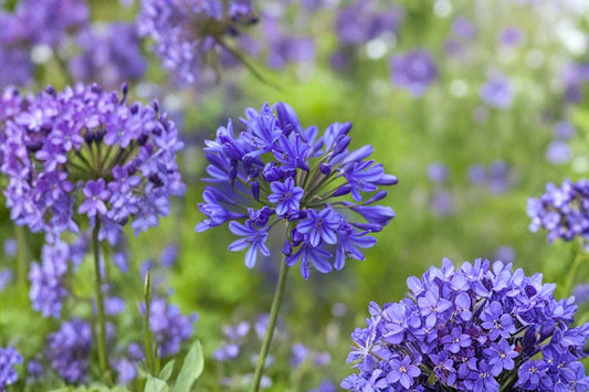 African Blue Agapanthus Live Plant | Blue Lily of the Nile | Perennial Flowering Plant | No Pot | Outdoor Garden Plant | Agapanthus
