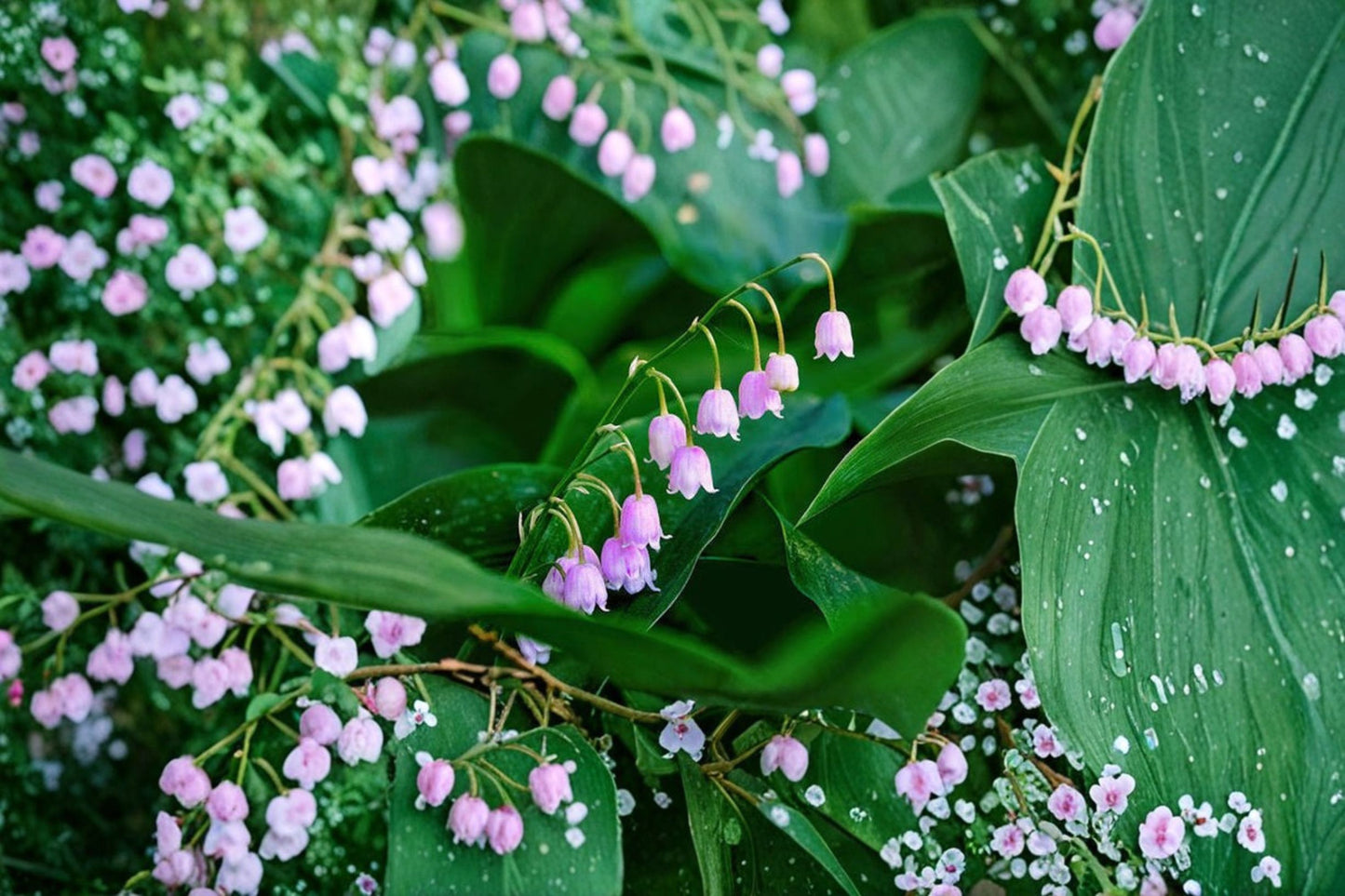 Pink Lily of the Valley Live Plant – Perennial Shade Ground Cover – Convallaria majalis var. rosea