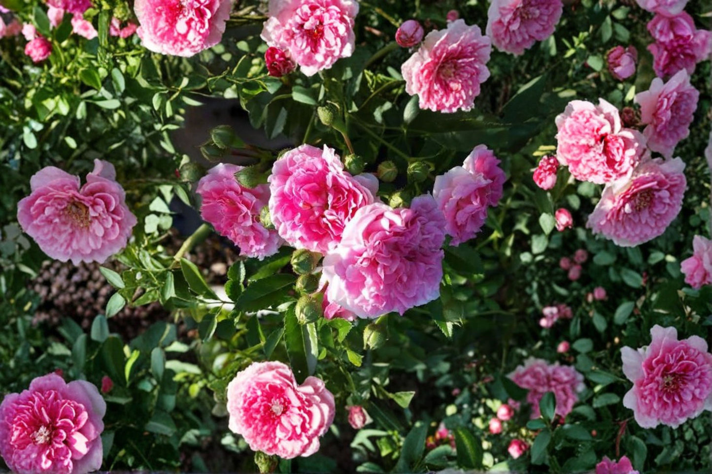 7 Seven Sisters Pink Rose Live Cuttings – Heirloom Climbing Rambler – Rosa 'Seven Sisters'