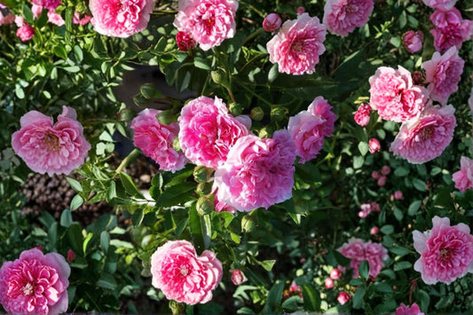 7 Seven Sisters Pink Rose Live Cuttings – Heirloom Climbing Rambler – Rosa 'Seven Sisters'