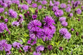 Ironweed Live Plant Clump – Vernonia Pollinator Perennial