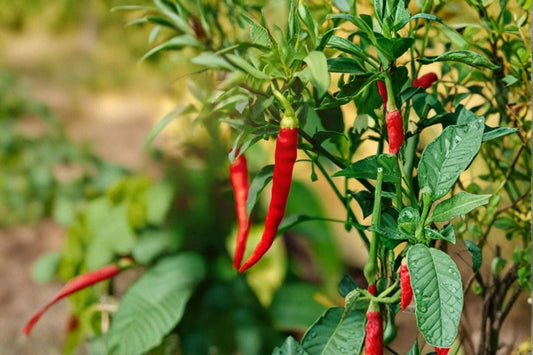 Cayenne Hot Pepper Live Plant – 2 Plants per Pot – Capsicum annuum 'Cayenne'