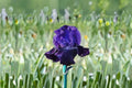 Rosalie Figge Iris Live Plant – Purple Blue Bearded Iris