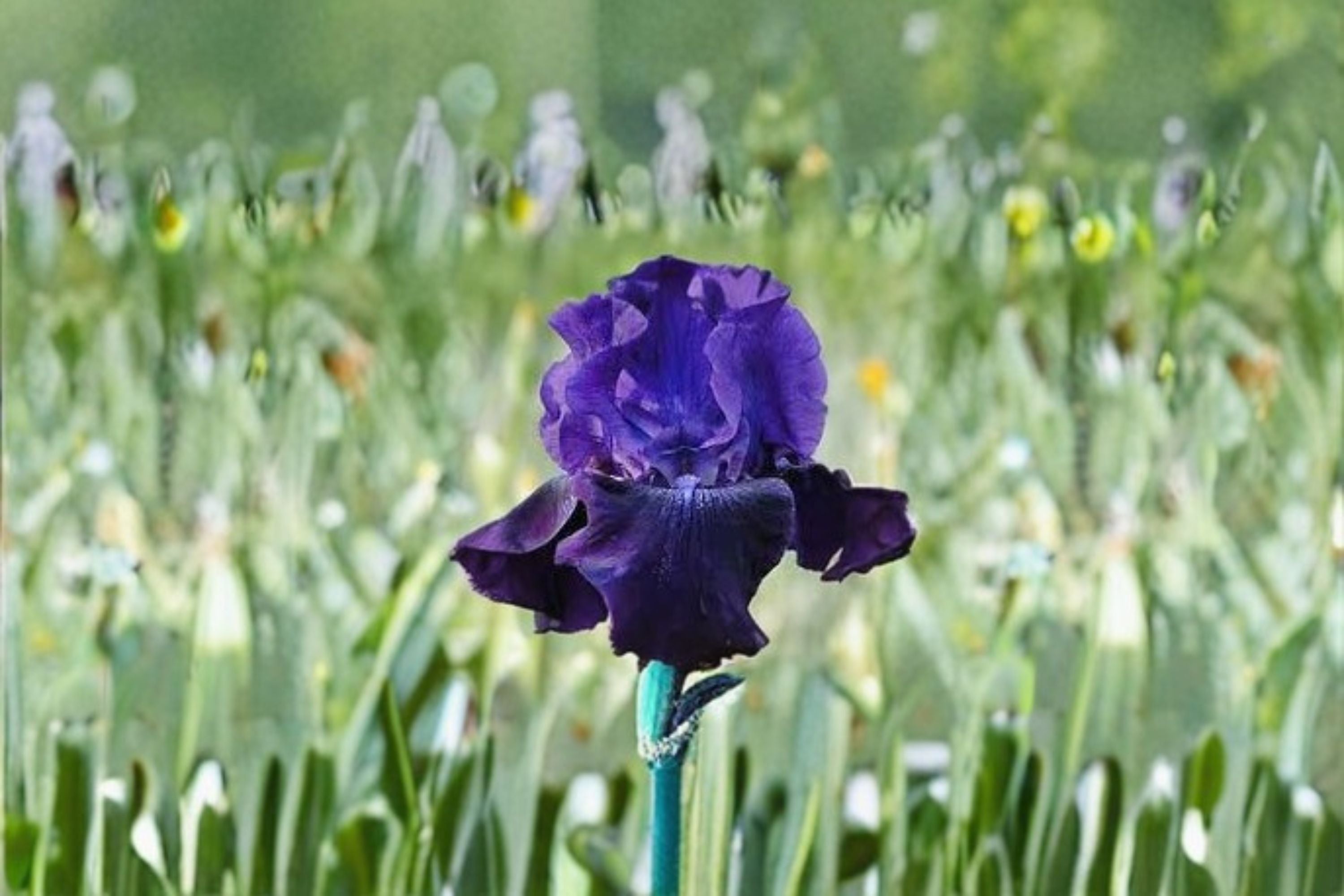 Rosalie Figge Iris Live Plant – Purple Blue Bearded Iris