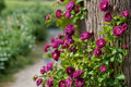 Moss Rose 7 Cuttings – Portulaca grandiflora
