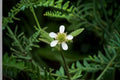 White Avens Seeds Geum Canadense Native White Woodland Wildflower Perennial Shade Garden Plant Meadow 100 Seeds