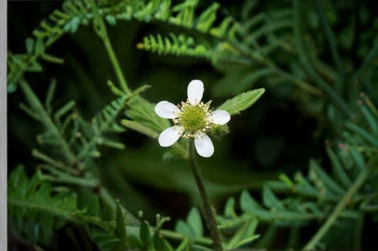 White Avens Seeds Geum Canadense Native White Woodland Wildflower Perennial Shade Garden Plant Meadow 100 Seeds