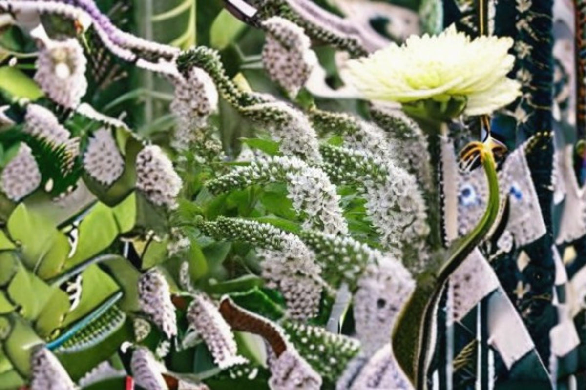 White Gooseneck Live Plant – Spreading Ground Cover Perennial