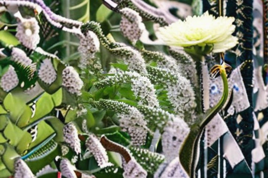 White Gooseneck Live Plant – Spreading Ground Cover Perennial