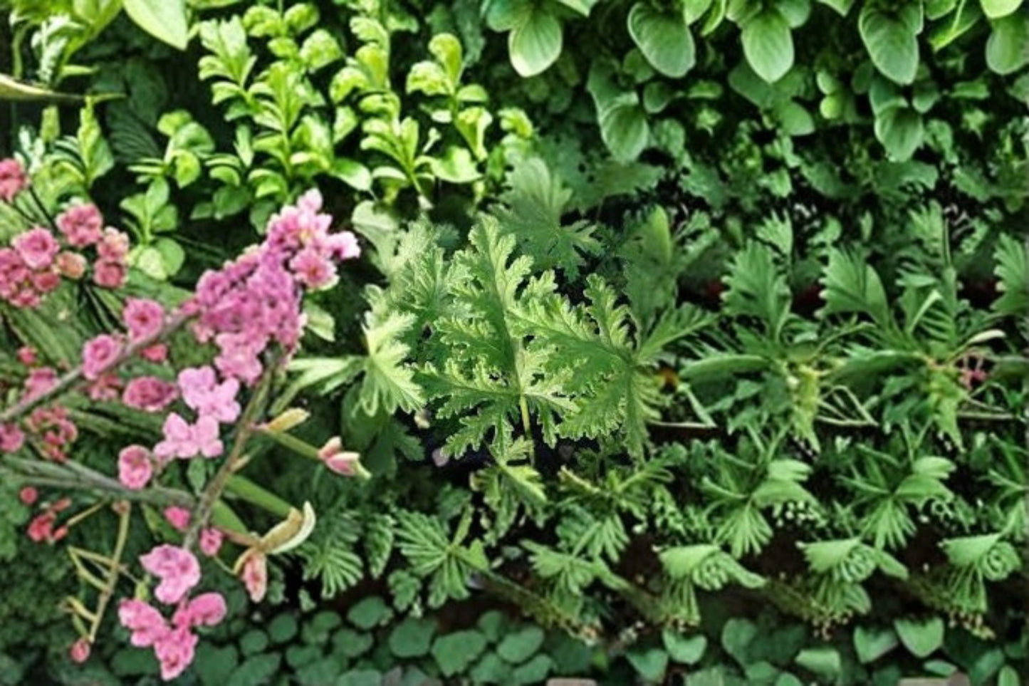 Citronella 4 Plants – Pelargonium citrosum Live Starter Plants