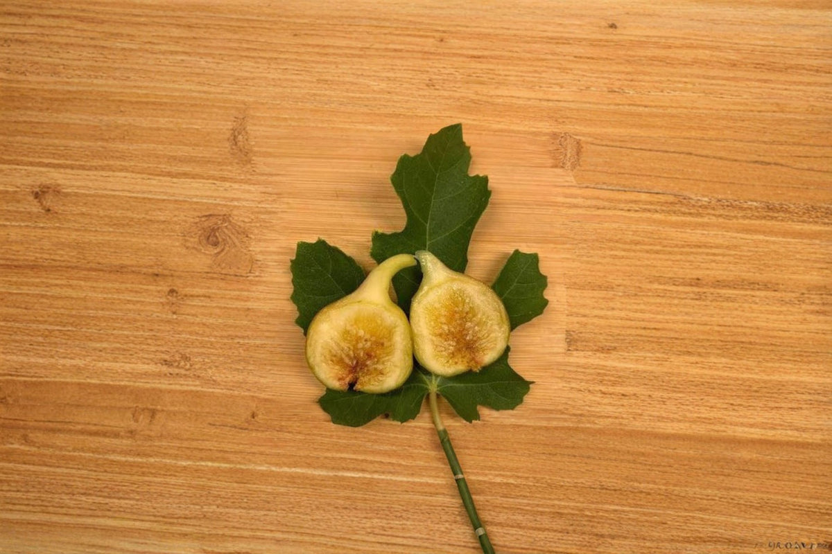 Yellow Longneck Fig Cuttings | 4 Fresh Fig Tree Cuttings | 9–10 Inch Fig Stems | Yellow Fig Variety | Fig Tree Propagation