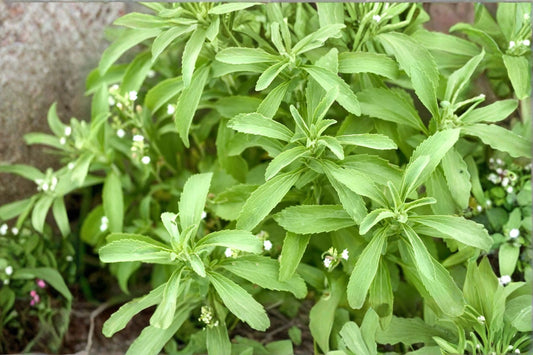 Stevia 1 Plant – Stevia rebaudiana