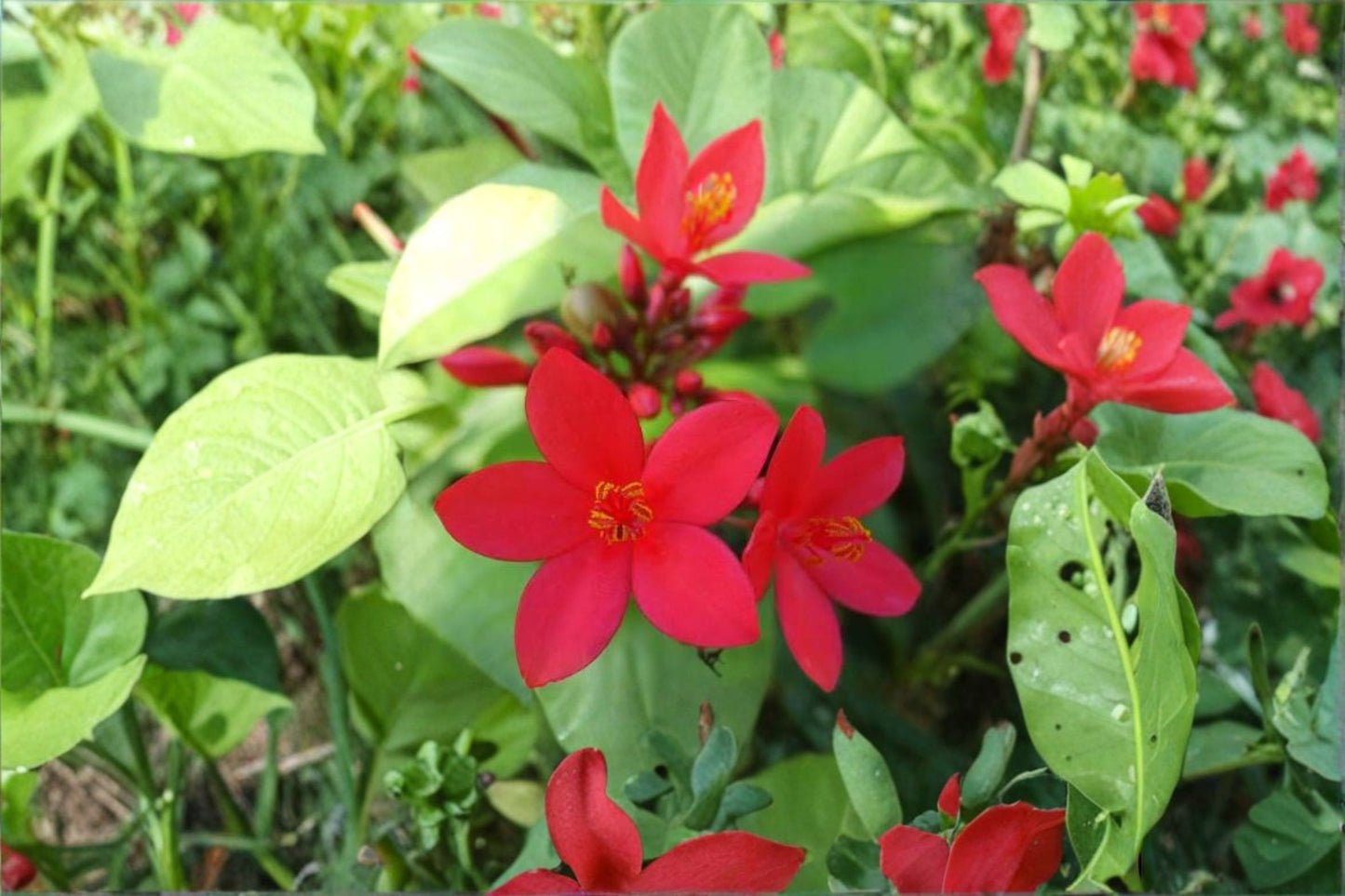 Jatropha Peregrina Live Plant – 15–20" Tall – Jatropha integerrima – Red Flowering Plant