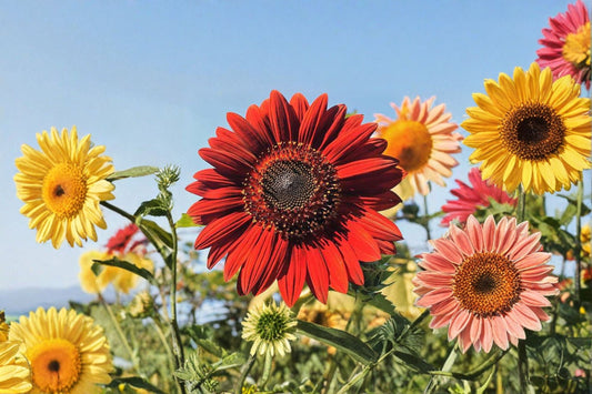 Velvet Queen Sunflower Seeds Helianthus Annuus Deep Red Burgundy Bloom Tall Garden Plant Pollinator Friendly 15 Seeds