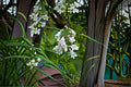 Foxglove Beardtongue Seeds Penstemon digitalis White Native Wildflower Seeds Perennial Garden Flower Planting 100 Seeds