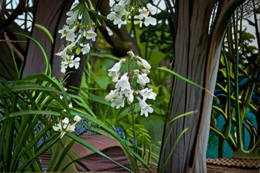 Foxglove Beardtongue Seeds Penstemon digitalis White Native Wildflower Seeds Perennial Garden Flower Planting 100 Seeds
