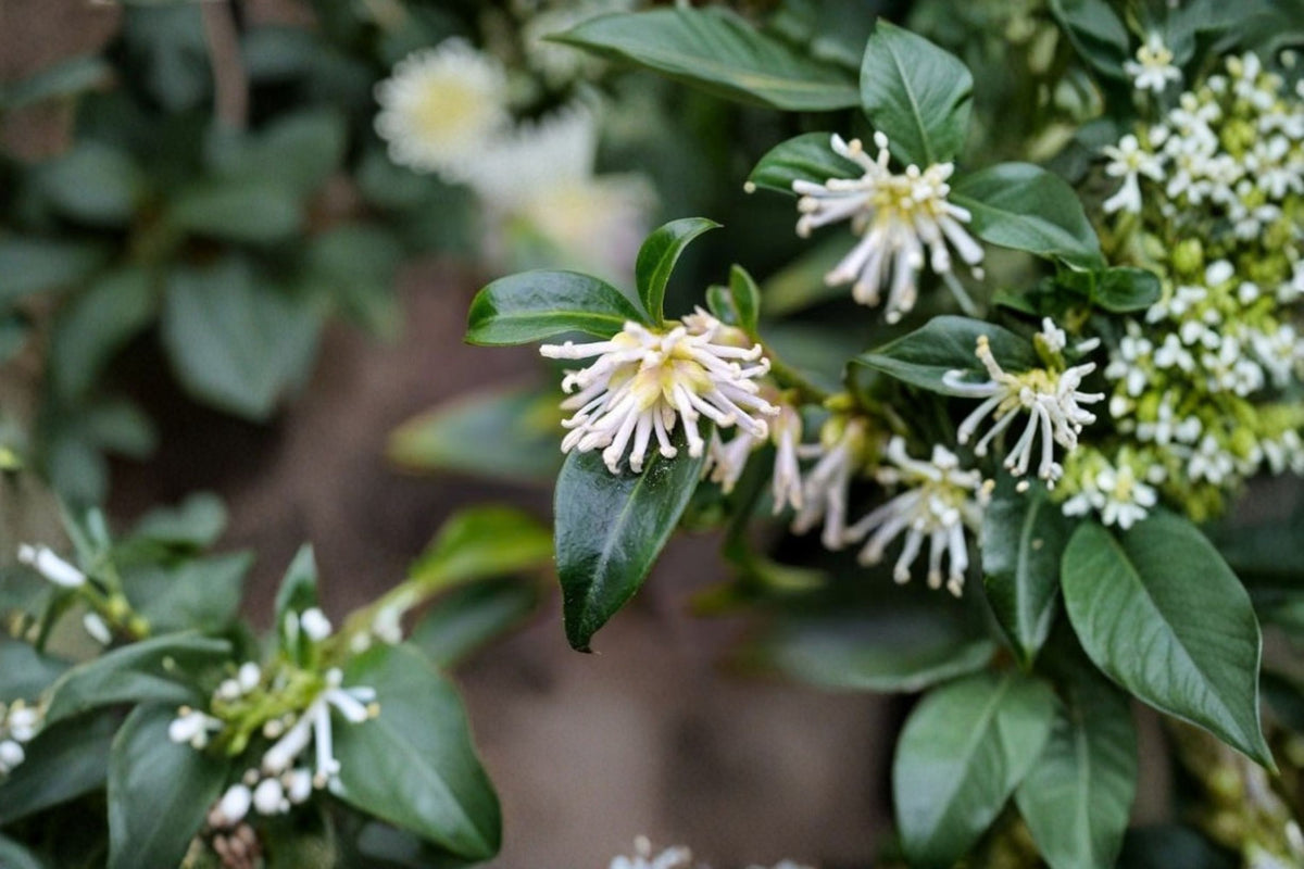 Fragrant Sweetbox Live Plant | Sarcococca ruscifolia | Evergreen Shade Shrub | Fragrant White Winter Flowers | 3-6 Inch Plant | Zones 7-
