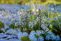 Creeping Rosemary 1 Plant – Rosmarinus officinalis