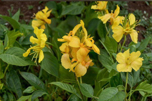 Cannova Yellow Canna Lily Live Plant – 4" Pot – Dwarf Yellow Flower