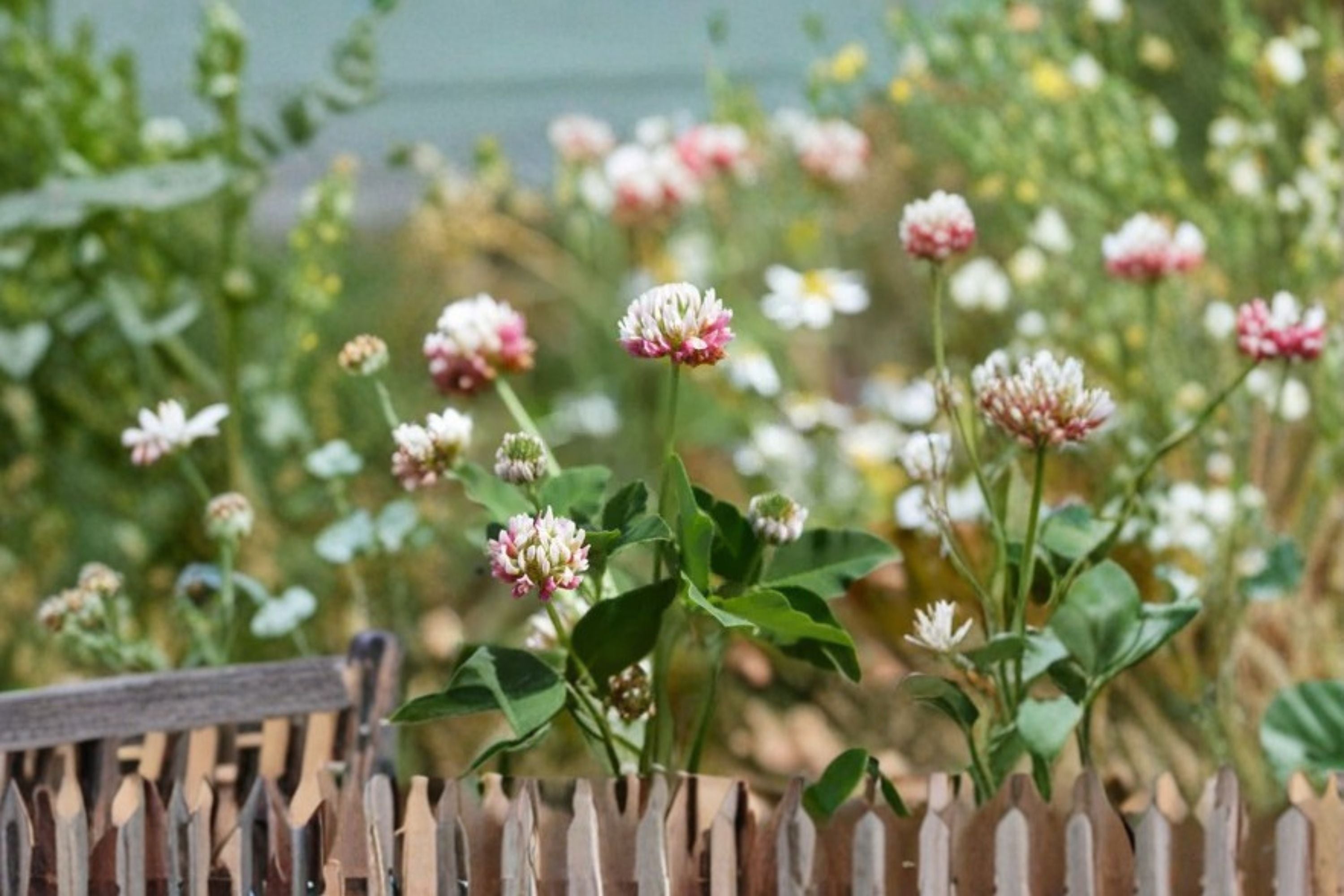 Alsike Clover Seeds Trifolium Hybridum Pink White Flower Annual Garden Meadow Plant Border Flower 100 Seeds
