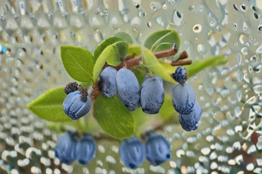 Honeyberry 8 Cuttings – Lonicera caerulea