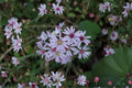Heart Leaved Aster Seeds Symphyotrichum cordifolium Blue Wildflower Seeds Native Garden Planting 100 Seeds