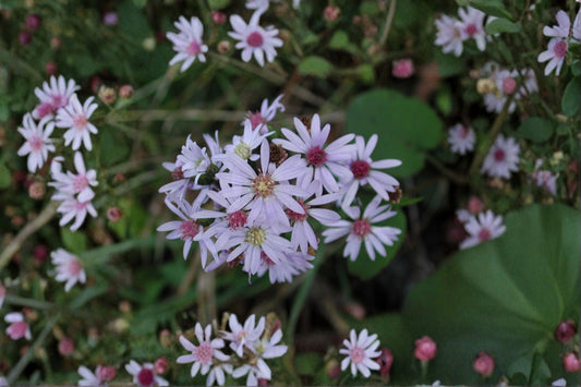 Heart Leaved Aster Seeds Symphyotrichum cordifolium Blue Wildflower Seeds Native Garden Planting 100 Seeds