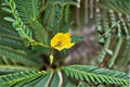 Partridge Pea Seeds Chamaecrista Fasciculata Yellow Wildflower Annual Garden Meadow Plant Border Flower 100 Seeds