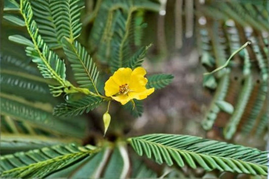 Partridge Pea Seeds Chamaecrista Fasciculata Yellow Wildflower Annual Garden Meadow Plant Border Flower 100 Seeds